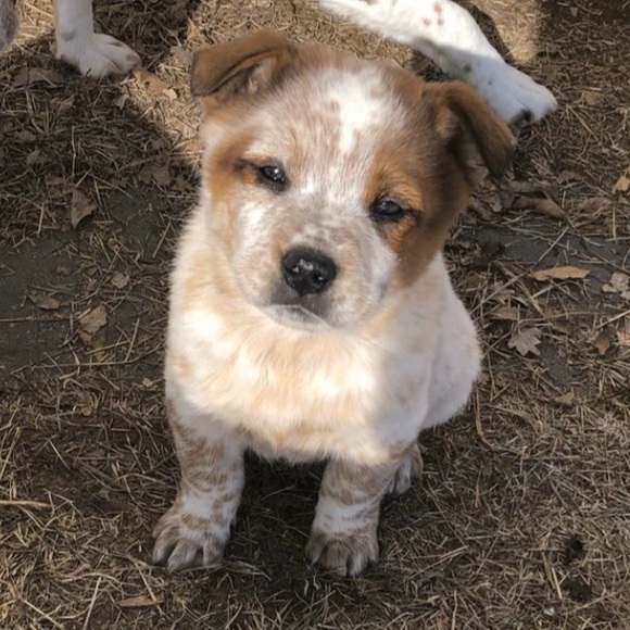 Meet your Posher, Keira - Picture 1 of 1